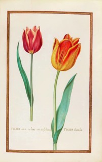 Tulips, Historical, digitally enhanced reproduction from Theatrum florae (1624) by Daniel Rabel