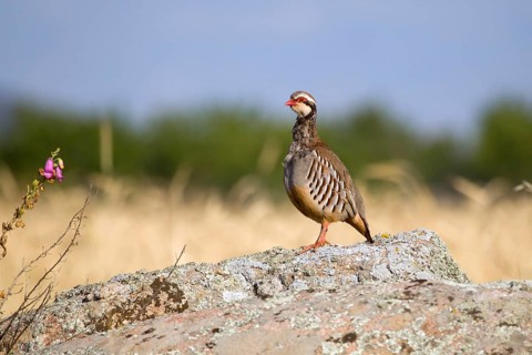 Red-legged Partridge (Alectoris rufa), Castile-La Mancha, Spain