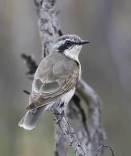 Black-eared Cuckoo (Chrysococcyx osculans), New South Wales, Australia