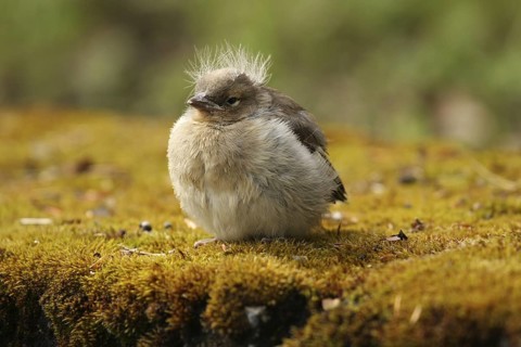 Common Chaffinch (Fringilla coelebs) juvenile, Lower Saxony, Germany