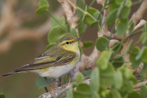 Wood Warbler (Phylloscopus sibilatrix), Oman