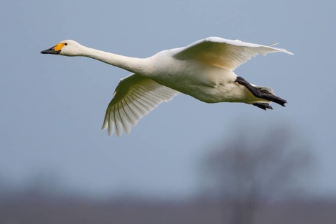 Tundra Swan (Cygnus columbianus bewickii) flying, Netherlands