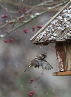 House Sparrow (Passer domesticus) flying to a feeding house, Baden-Wuerttemberg, Germany