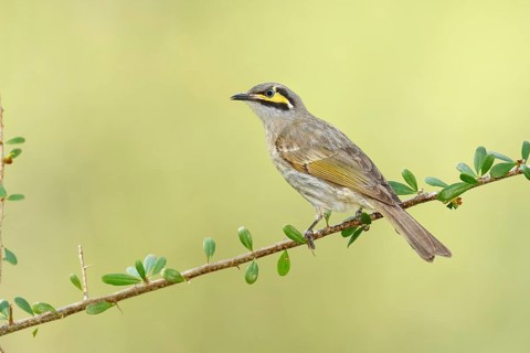 Yellow-faced Honeyeater (Caligavis chrysops), Victoria, Australia