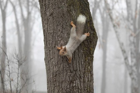 Squirrel in a park. Krasnodar. Russia