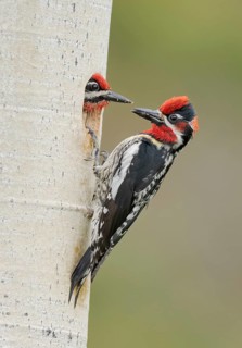 Red-naped Sapsucker (Sphyrapicus nuchalis) male with young at breeding cavity, British Columbia,