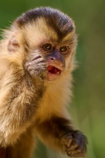 A capuchin monkey touches its cheek and looks curiously into the camera, capuchin monkey (Sapajus