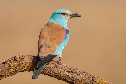 European Roller (Coracias garrulus), perched on a branch, Castile-La Mancha
