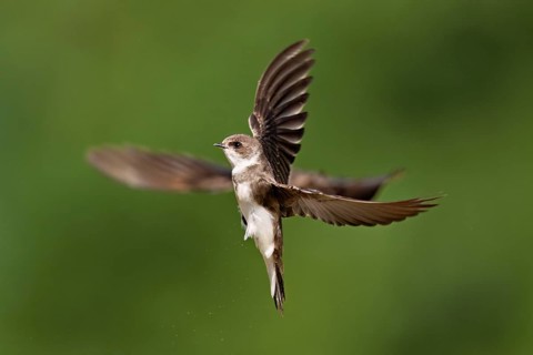 Sand martin (Riparia riparia), in flight, Reussegg nature reserve, Canton Aargau, Switzerland