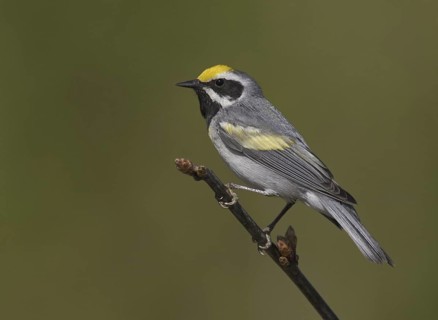 Golden-winged Warbler (Vermivora chrysoptera), Michigan, USA