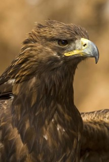 Golden Eagle (Aquila chrysaetos) female, Madrid, Spain