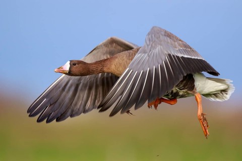 Greater White-fronted Goose (Anser albifrons) flying, North Rhine-Westphalia, Germany