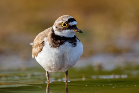 Little Ringed Plover (Charadrius dubius), North Rhine-Westphalia, Germany