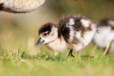 Egyptian goose (Alopochen aegyptiaca) cute chicks on a meadow at the shore of a lake, Bavaria,