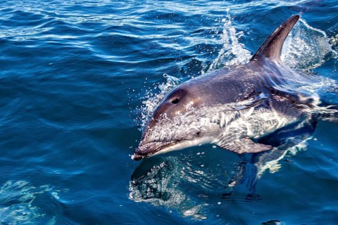 Close-up of a dolphin in the sea with water droplets around it, The Clymene dolphin (Stenella