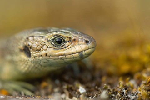 Common lizard (Zootoca vivipara) adult reptile animal resting on a wooden sleeper, England, United