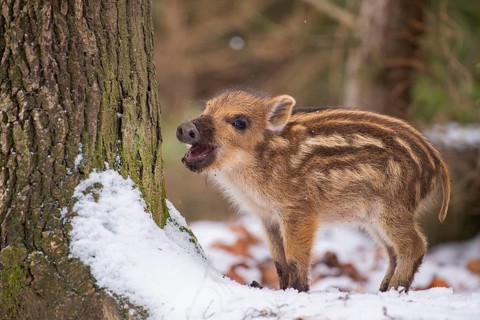 Wild boar (Sus scrofa) in the snow, fresh boar, Melle, Lower Saxony, Germany