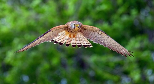 Kestrel, (Falco tinnunculus), falcon family, falcons, flight photo, frontal, Hides de El Taray