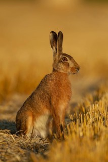 European brown hare (Lepus europaeus) adult animal in a farmland stubble field after the harvest in