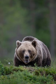 Brown bear (Ursus arctos) in the Finnish taiga, Kuusamo, Finland