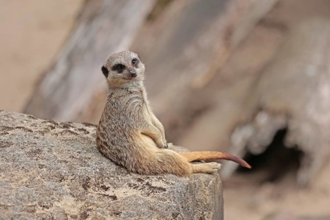 Meerkat (Suricata suricatta), captive