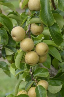Nashi pear (Pyrus pyrifolia 'Hosui'), Bundessortenamt Prüfstelle Wurzen, Wurzen, Saxony, Germany