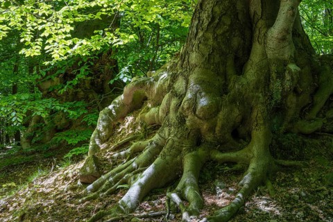 Roots of a green beech tree, Ore Mountains, Czech Republic, May 2024