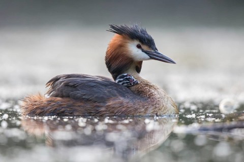 Great Crested Grebe (Podiceps cristatus) with chick, North Rhine-Westphalia, Germany