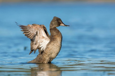 Freckled Duck (Stictonetta naevosa) male flapping, Victoria, Australia