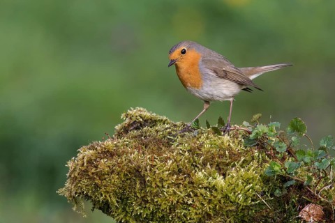 European Robin (Erithacus rubecula) perched on mossy ground, Poland