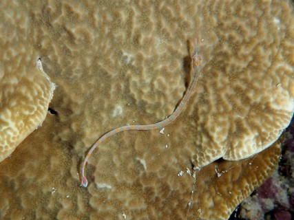 A well-camouflaged black-breasted pipefish (Corythoichthys nigripectus) rests on a large coral.