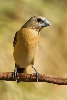 Yellow-rumped Mannikin (Lonchura flaviprymna), Western Australia, Australia