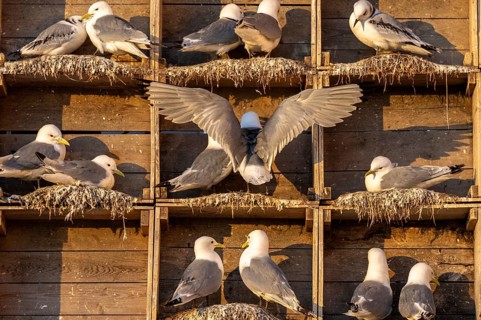 Kittiwakes (Rissa tridyctyla) nesting in an artificial nesting cliff made of old fish boxes in