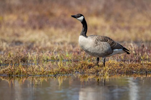 Canada goose (Branta canadensis) at a lake, Fågelsjö, Gävleborgs län, Sweden