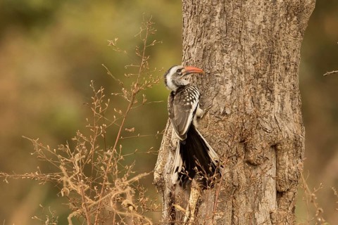Western Red-billed Hornbill (Tockus kempi), Gambia