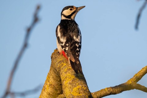 Great spotted woodpecker (Dendrocopos major) sitting on a branch in a walnut tree, evening light,