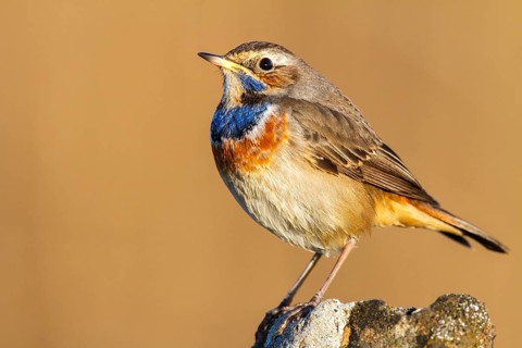 Bluethroat (Luscinia svecica cyanecula) male, Castile-La Mancha, Spain