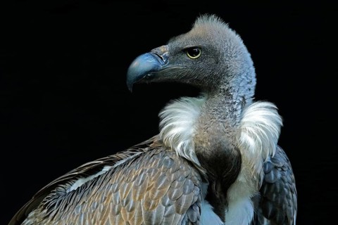 Animals, birds, vultures, white-backed vulture, (Gyps africanus), portrait