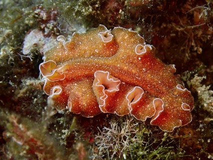An orange golden flatworm (Yungia aurantiaca), whirlpool worm, on a reef, framed by algae, dive