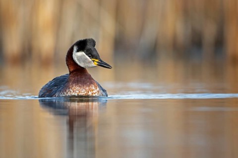 Red-necked Grebe (Podiceps grisegena), Saxony-Anhalt, Germany