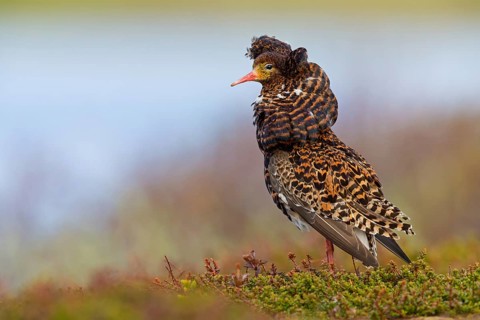 Ruff, (Philomachus pugnax), animals, birds, plumage during mating season, snipe bird, courtship,