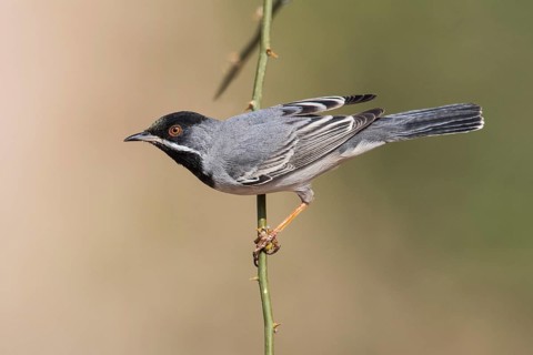 Rüppell's Warbler (Sylvia ruppeli) male, Eilat, Israel