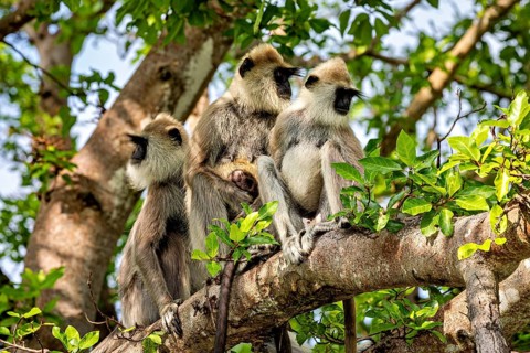 A group of langurs sitting together on a branch and gazing into the distance, Hanuman langur at