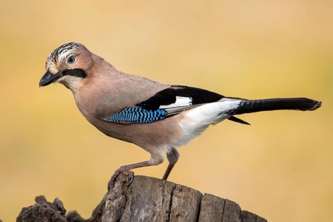 Eurasian Jay (Garrulus glandarius), Andalusia, Spain