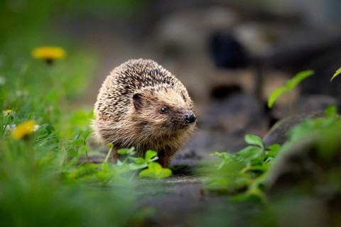 Brown-breasted hedgehog (Erinaceus europaeus) with dandelion, Zurich, Switzerland