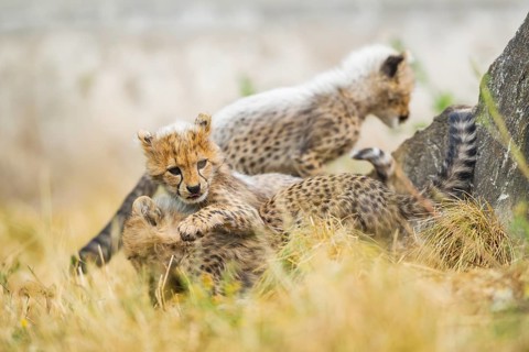 Cheetah (Acinonyx jubatus) youngsters playing with each other, captive, occurrence Africa