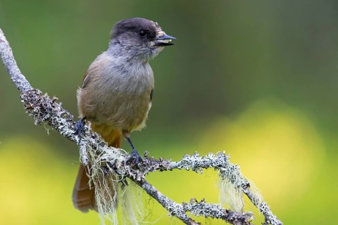 Siberian Jay, (Perisoreus infaustus), animals, birds, bird, perch, biotope, raven family, Virkkula,