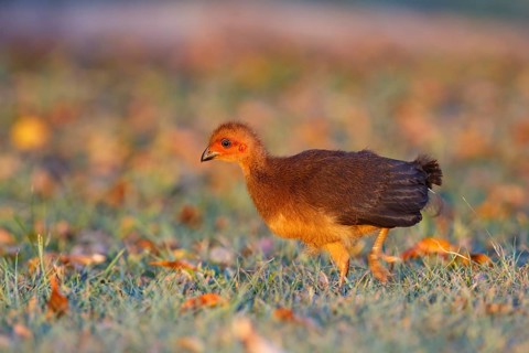 Australian Brushturkey (Alectura lathami) juvenile, Queensland, Australia