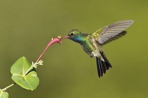 Broad-billed Hummingbird (Cynanthus latirostris), Arizona, USA