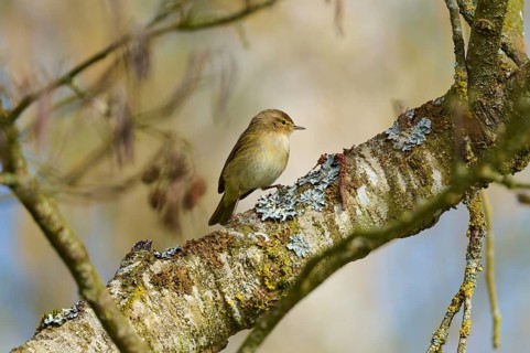 A bird sits quietly on a tree trunk in spring, chiffchaff (Phylloscopus collybita), spring, bird